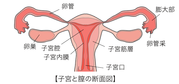 子宮と膣の断面図